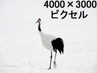 62