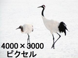 66